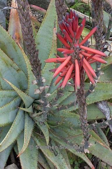 aloe suprafoliata 2 graphic